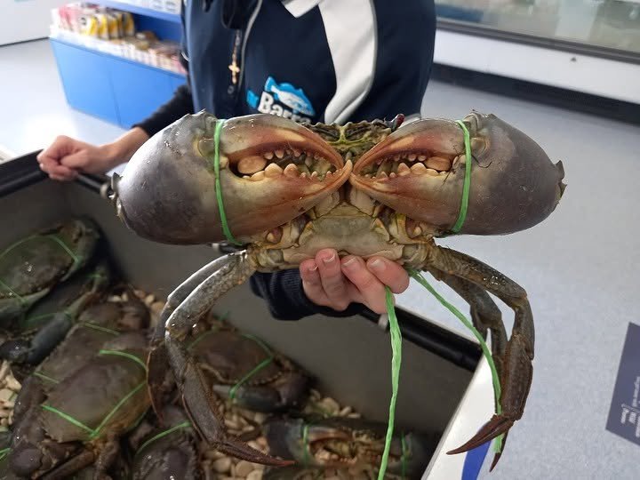 Live NT Mud Crabs