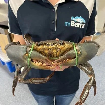 Live NT Mud Crab